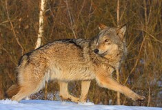 Η άγρια ζωή έχει κάνει θεαματική επιστροφή στην απαγορευμένη ζώνη του Τσέρνομπιλ