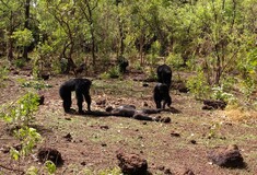 H σπάνια αγριότητα της φύσης- Οι χιμπαντζήδες δολοφονούν και κανιβαλίζουν τον πρώην τύραννό τους