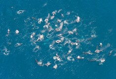 Κάτι περίεργο κατεγράφη για πρώτη φορά να συμβαίνει στις φάλαινες και οι επιστήμονες ψάχνουν για εξηγήσεις