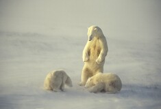 Οι πολικές αρκούδες δεν μπορούν να τραφούν - Ερευνητής προειδοποιεί για την απειλή στην Αρκτική