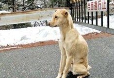 Πιστός σκύλος διασώθηκε ενώ περίμενε μια εβδομάδα το αφεντικό του στο βουνό