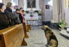 Ο σκύλος που πηγαίνει κάθε μέρα στην εκκλησία που κηδεύτηκε η ιδιοκτήτριά του, με την ελπίδα να την δει