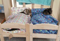 Ήταν κρεβάτάκια του ΙΚΕΑ για κούκλες. Τώρα είναι κρεβάτια για γάτες