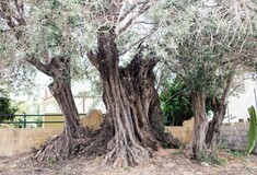 Η «Ελιά της Όρσας»: Ένα δέντρο 2500 ετών στη Σαλαμίνα