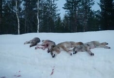 Οι λύκοι διχάζουν τη Νορβηγία
