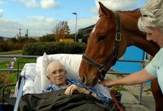 Ένα πανέμορφο άλογο βρέθηκε σε νοσοκομείο για τον αποχαιρετισμό του άντρα που το φρόντιζε