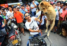 Παγκόσμια κινητοποίηση από τις φιλοζωικές για να εμποδιστεί η φετινή σφαγή των σκύλων στην Κίνα