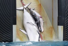 Διεθνής κατακραυγή για την ιαπωνική «παράδοση» σφαγής των φαλαινών- Σκότωσαν 333 φάλαινες στην Ανταρκτική