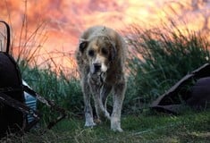 Η συγκλονιστική φωτογραφία ενός σκύλου με εγκαύματα στο Μικροχώρι Αττικής, σήμερα