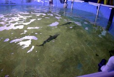 Μόνο στη Νέα Υόρκη θα μπορούσε να υπάρχει σε σπίτι μια υπόγεια πισίνα γεμάτη καρχαρίες