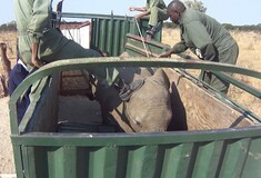 Βίντεο κατέγραψε την σκληρή διαδικασία αιχμαλωσίας νεαρών ελεφάντων ώστε να μεταφερθούν σε ζωολογικούς κήπους