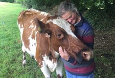 Η συνταξιούχος αγρότισσα που αποφάσισε να σώσει πάση θυσία τις αγελάδες της από το σφαγείο
