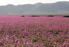 Το υπέροχο τοπίο από το ξηρότερο μέρος πάνω στη Γη που γέμισε λουλούδια