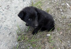 Οι αδέσποτοι σκύλοι του Τσερνόμπιλ: Τα εγκαταλελειμμένα κατοικίδια που έχουν φτιάξει την δική τους κοινότητα