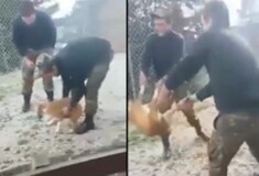 Πανελλήνια οργή για το βίντεο που δείχνει φαντάρους σε στρατόπεδο να ρίχνουν γελώντας σκύλο σε γκρεμό