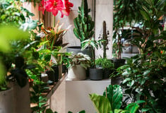 Οι new age πράσινες διευθύνσεις της Αθήνας ή αλλιώς, τα μαγαζιά με φυτά που πρέπει να επισκεφθείτε