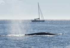 Μπλε φάλαινες επέστρεψαν μετά από 40 χρόνια στις ατλαντικές ακτές της Ισπανίας (ΒΙΝΤΕΟ)