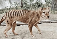 Εντοπίστηκαν σε ντουλάπι μουσείου τα λείψανα της τελευταίας τίγρης της Τασμανίας- Μετά από 85 χρόνια