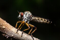«Super» κουνούπια: Τα ενοχλητικά έντομα έχουν μεταλλαχθεί και είναι ανθεκτικά στα εντομοκτόνα