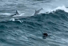 Δελφίνια παίζουν με τα κύματα, δίπλα σε σέρφερ
