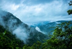 Τροπικά δάση: Έκταση ίση με την Ελβετία αποψιλώθηκε μέσα στο 2022