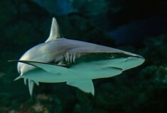 Μπαχάμες: Νεκρή τουρίστρια από επίθεση καρχαρία