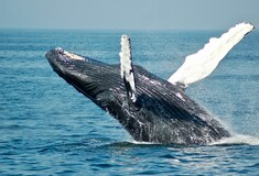 Επιστήμονες αποκωδικοποίησαν τα τραγούδια των φαλαινών