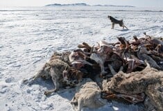 Η Μογγολία «παγώνει»: Σχεδόν 5 εκατ. ζώα πέθαναν στον πιο σκληρό χειμώνα των τελευταίων 50 ετών