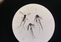 Ανοιξιάτικη επέλαση κουνουπιών που μπορούν να μεταδώσουν τον δάγκειο πυρετό