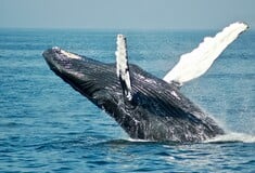 Οι επιστήμονες προσπαθούν να μάθουν την γλώσσα των φαλαινών