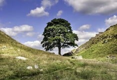 Βρετανία: Εντοπίστηκαν οι ένοχοι της κοπής του δέντρου του «Ρομπέν των Δασών»