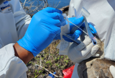 Γκίκας Μαγιορκίνης: Η θανατηφόρα γρίπη των πτηνών και οι πιθανότητες να προκαλέσει πανδημία
