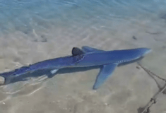 Καρχαρίας εντοπίστηκε στη μαρίνα της Γλυφάδας