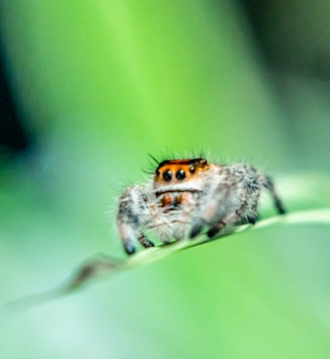 Do spiders sleep? Study suggests they may snooze like humans