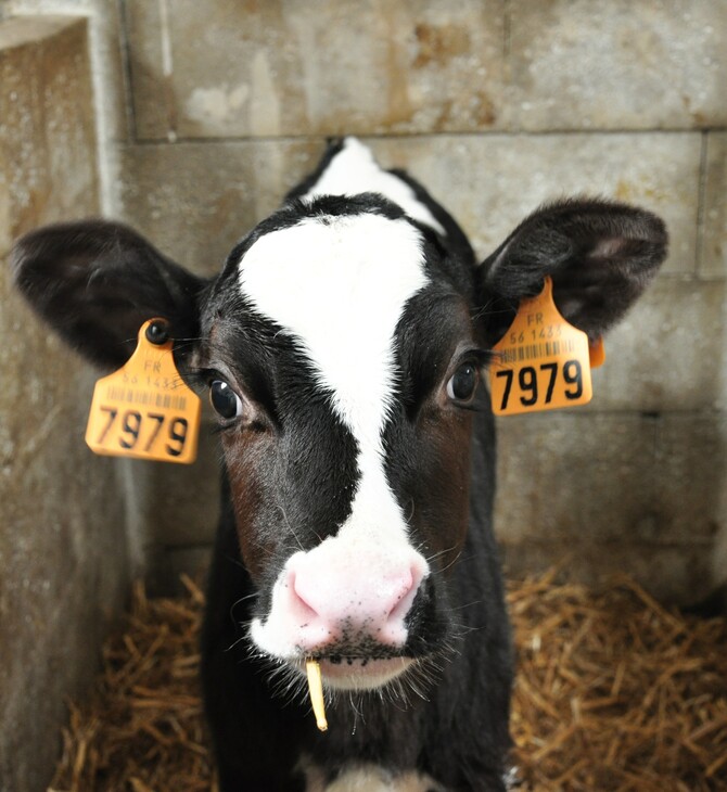 ΕΕ: Νέοι κανόνες για αγελάδες, πάπιες, χήνες, ορτύκια- Για καλή διαβίωση