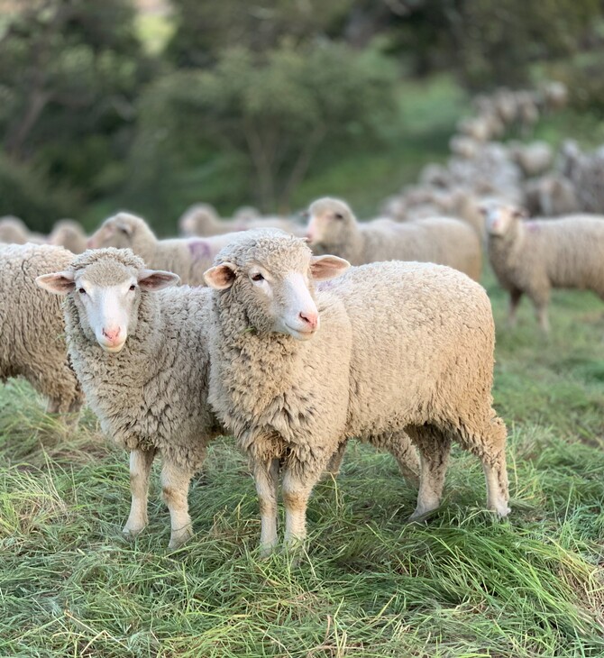 Χανιά: Κατασχέθηκαν αδέσποτα πρόβατα που κατέστρεφαν καλλιέργειες