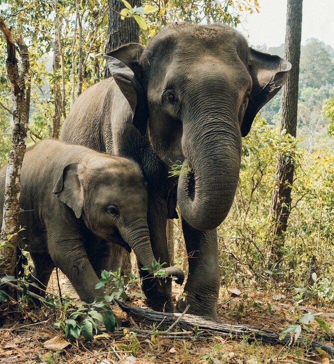 Οι ασιατικοί ελέφαντες θάβουν τους νεκρούς τους, δείχνει μελέτη