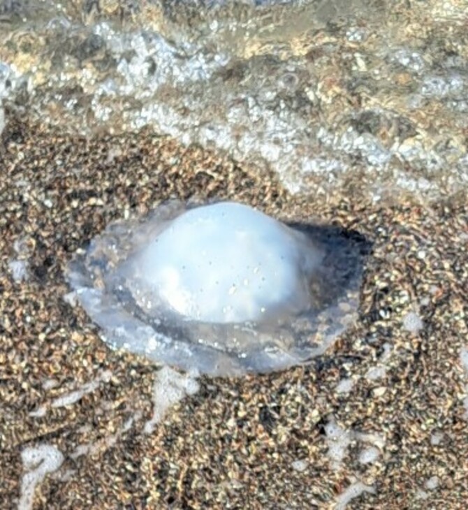 Ρόδος: Οι δηλητηριώδεις μέδουσες του ενός μέτρου από την Ερυθρά Θάλασσα γέμισαν τις παραλίες 