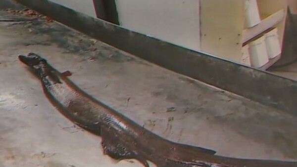Πορτογάλοι επιστήμονες έπιασαν σπάνιο «προϊστορικό» καρχαρία που μοιάζει με πραγματικό τέρας του βυθού