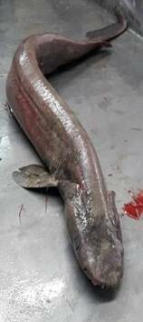 Πορτογάλοι επιστήμονες έπιασαν σπάνιο «προϊστορικό» καρχαρία που μοιάζει με πραγματικό τέρας του βυθού