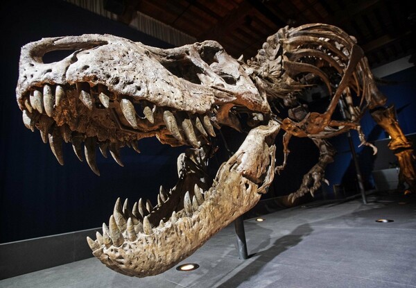 Επιστήμονες υποστηρίζουν ότι βρήκαν πώς ακουγόταν η «φωνή» του Τυραννόσαυρου Ρεξ και δεν έχει καμία σχέση με όσα πιστεύαμε