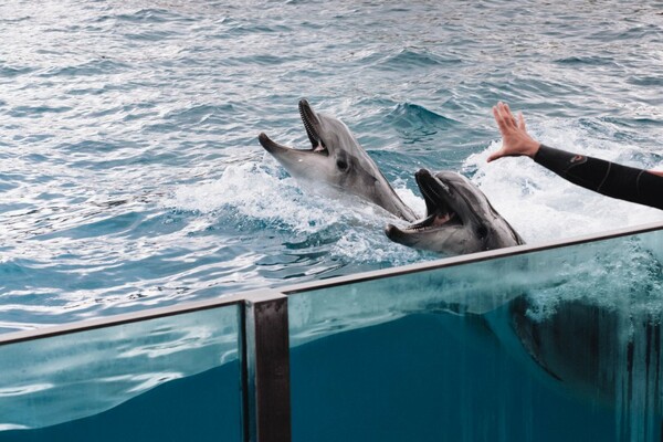 Τι απαντά το Αττικό Ζωολογικό Πάρκο στις καταγγελίες για τη μεταχείριση των δελφινιών