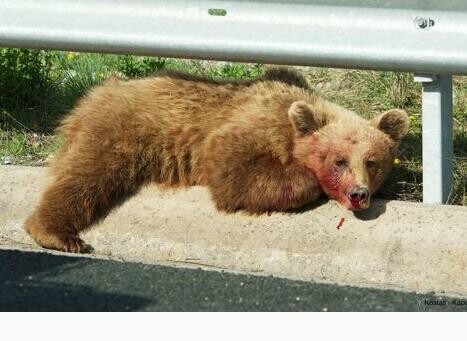 Πέθανε η αρκούδα που χτυπήθηκε στην Εγνατία