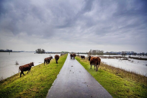 Ιστορικό υψηλό στη στάθμη των υδάτων στην Ολλανδία - Τι ανησυχεί τους επιστήμονες