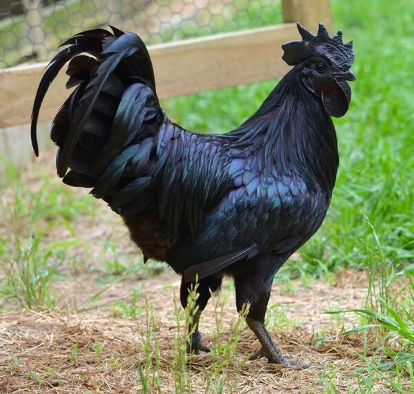 Αυτό το κοτόπουλο κοστίζει 2,5 χιλιάδες δολάρια