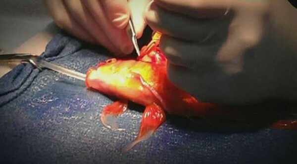 Επέμβαση αφαίρεσης όγκου από εγκέφαλο 10χρονου χρυσόψαρου
