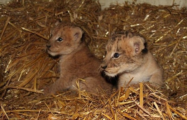 Ζωολογικός κήπος παραδέχεται πως θανάτωσε 9 υγιή λιονταράκια επειδή «περίσσευαν»