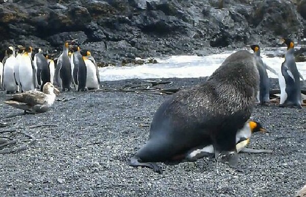 Eπιστήμονες απαθανάτισαν σεξουαλική συνεύρεση μεταξύ φώκιας και πιγκουίνου