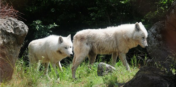 Έξι υπέροχοι λευκοί λύκοι από ζωολογικό κήπο στην Ιταλία βρήκαν καταφύγιο στον Αρκτούρο