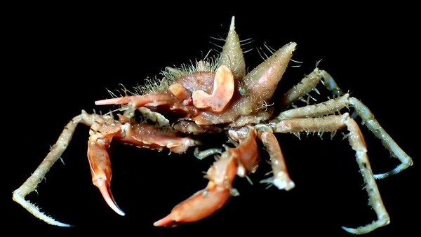 Γιγάντιες κατσαρίδες και χνουδωτά καβούρια: Τα παράξενα πλάσματα που βρήκαν στο βυθό του Ινδικού Ωκεανού